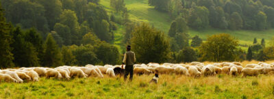 Sheep Handling Systems
