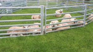 Sheep Hurdles