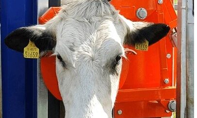 HDX Series Head Bail / Head Gate