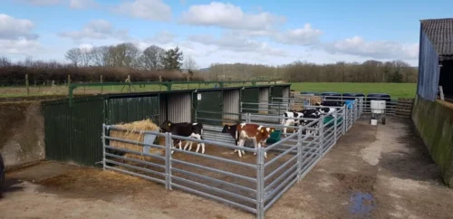 Calf Pens - Cattle Handling - Clipex