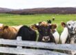 How Can I Reduce the Risk of Bovine TB on My Farm?
