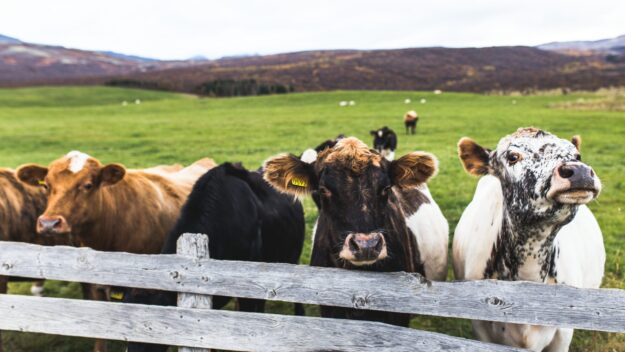 Bovine TB Reduction How Can I Reduce the Risk of Bovine TB on My Farm?