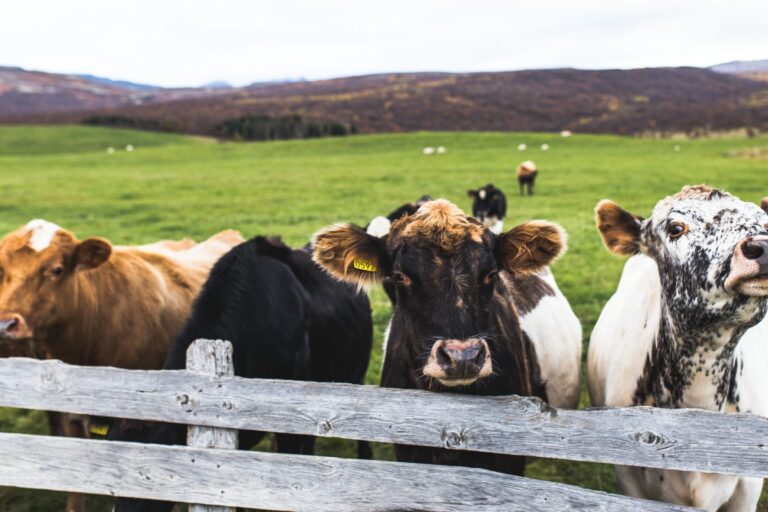 How Can I Reduce the Risk of Bovine TB on My Farm?