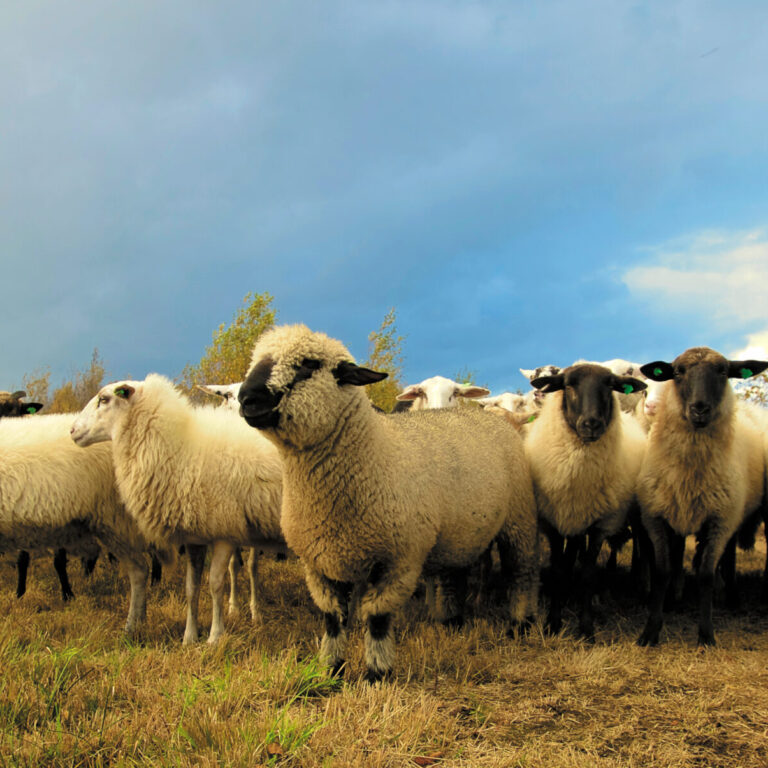 Sheep EID - How to Use It Effectively