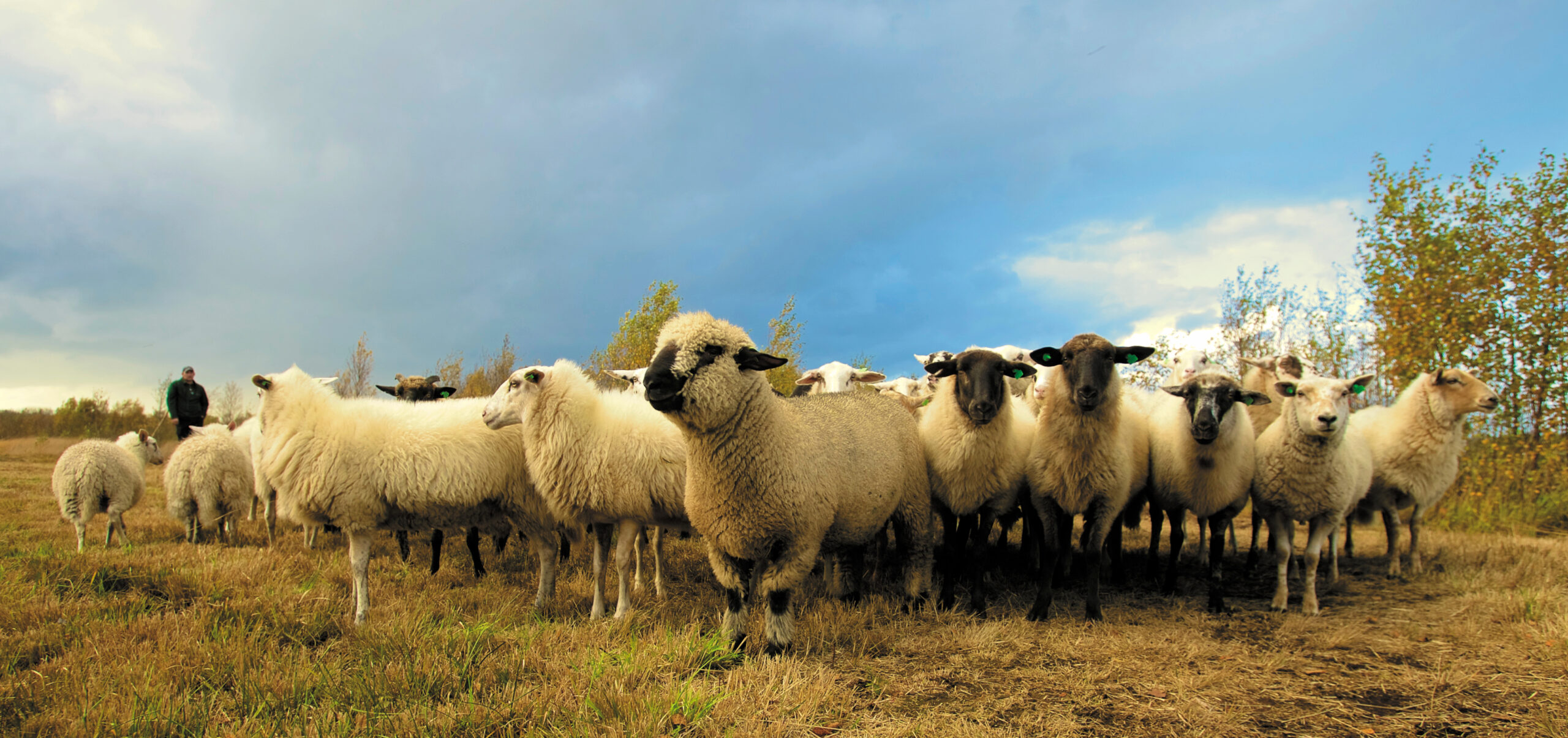 Sheep EID - How to Use It Effectively