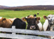 Reduce the Risk of Bovine TB on My Farm