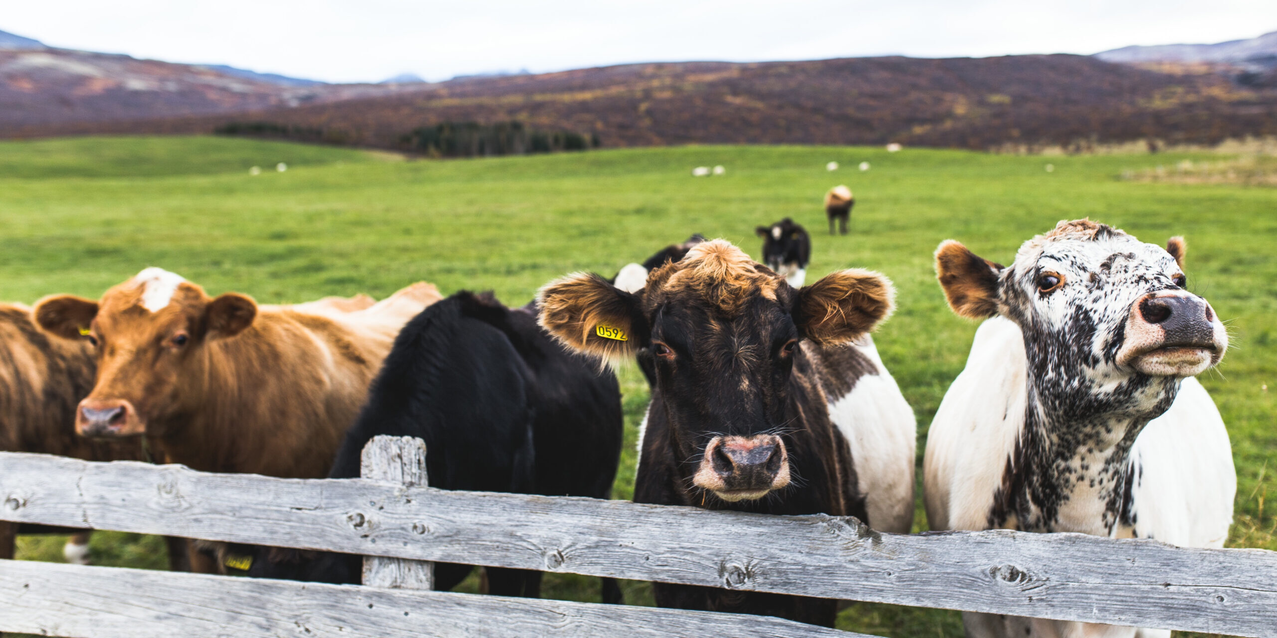 Reduce the Risk of Bovine TB on My Farm