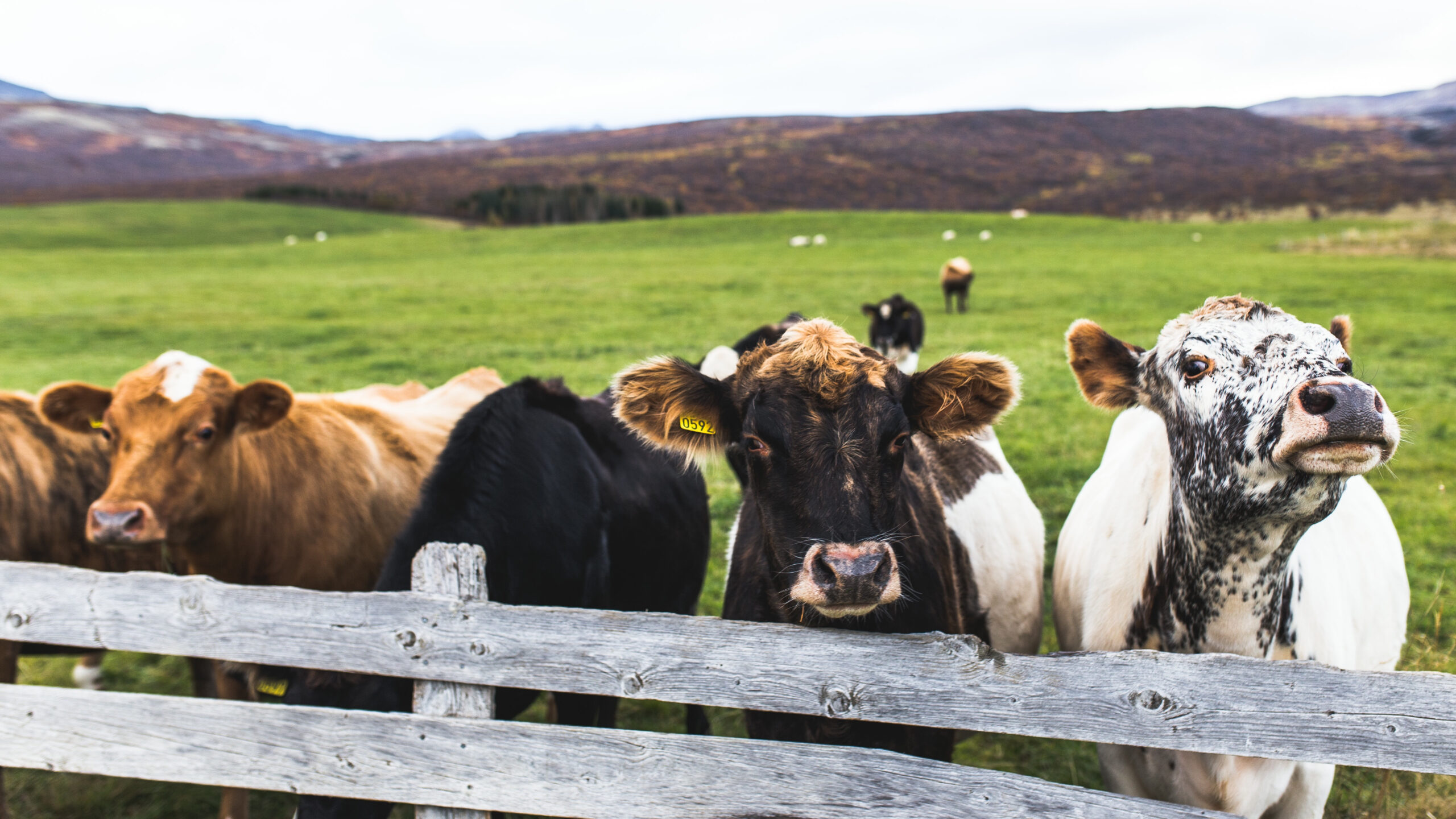 Reduce the Risk of Bovine TB on My Farm