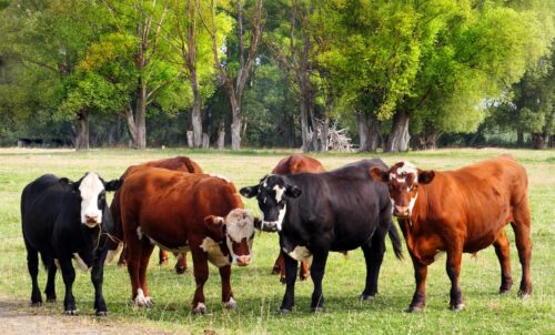 On Farm Bovine TB Reduction