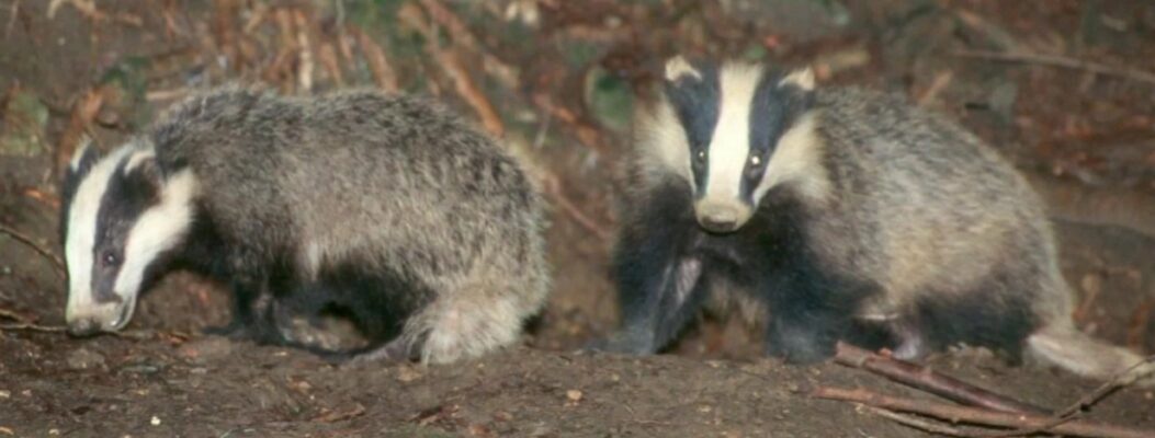 Badgers - Bovine TB