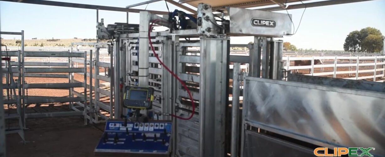 Cattle Handling System Design