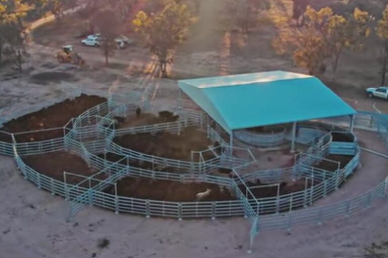 How to Reduce Labour in Livestock Handling