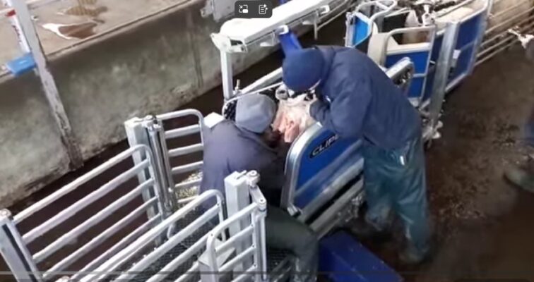 Sheep Handling System Design