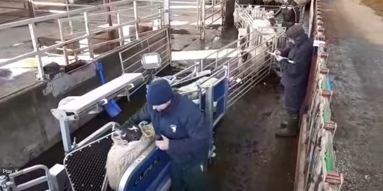 Sheep Handling System -Clipex Sheep Handler Comparison