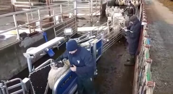 Sheep Handling System -Clipex Sheep Handler Comparison