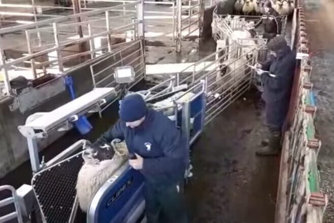 Sheep Handling System -Clipex Sheep Handler Comparison