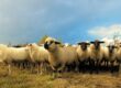 Sheep EID - How to Use It Effectively