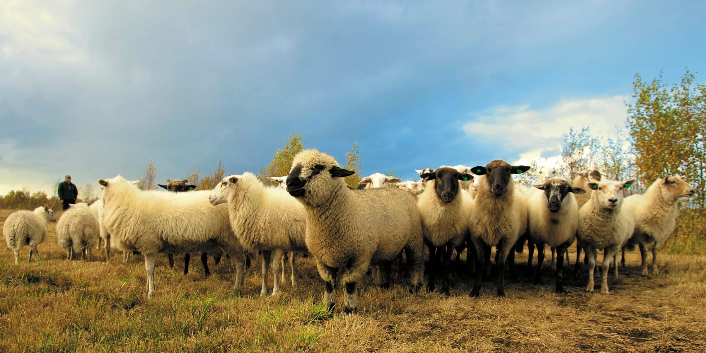 Sheep EID - How to Use It Effectively