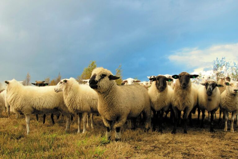 Sheep EID - How to Use It Effectively