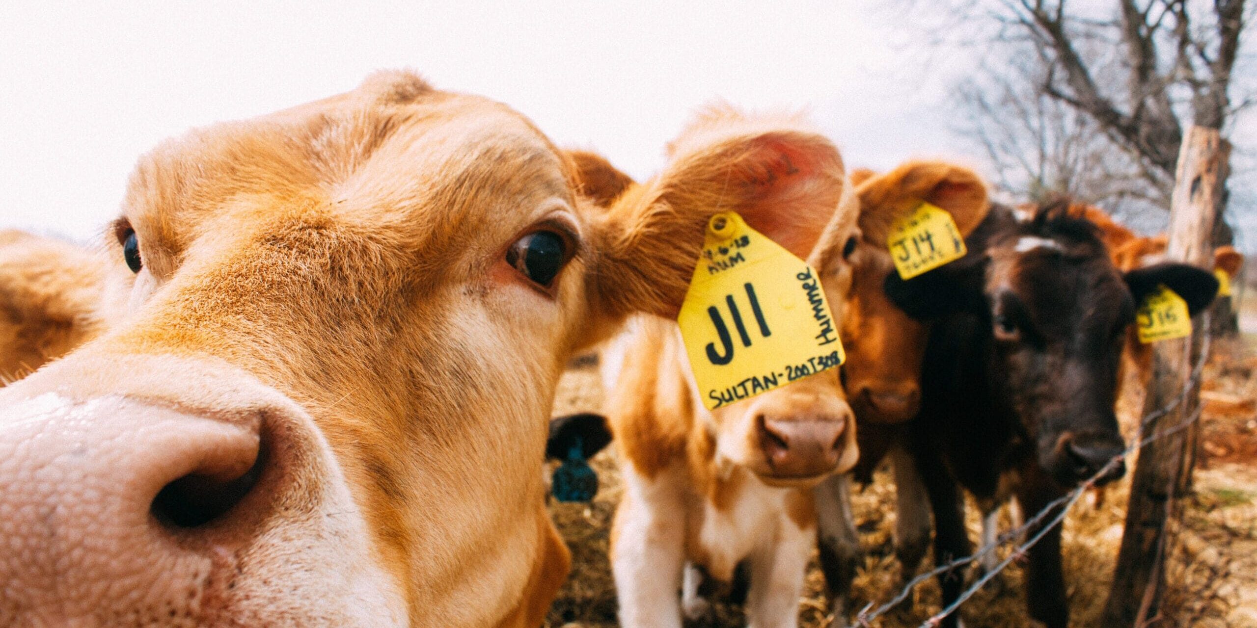 Grants & Funding for Cattle Handling Equipment