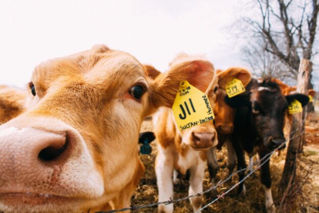 Grants & Funding for Cattle Handling Equipment