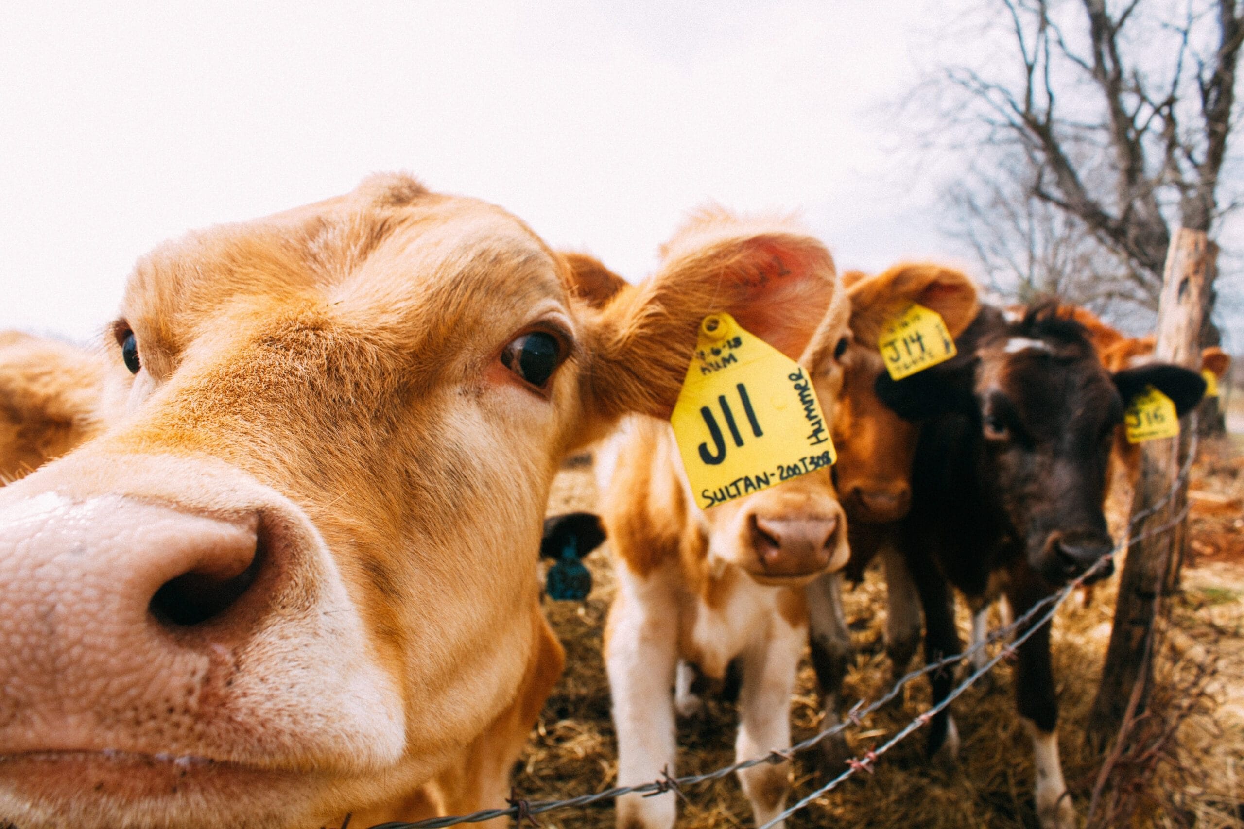 Grants & Funding for Cattle Handling Equipment