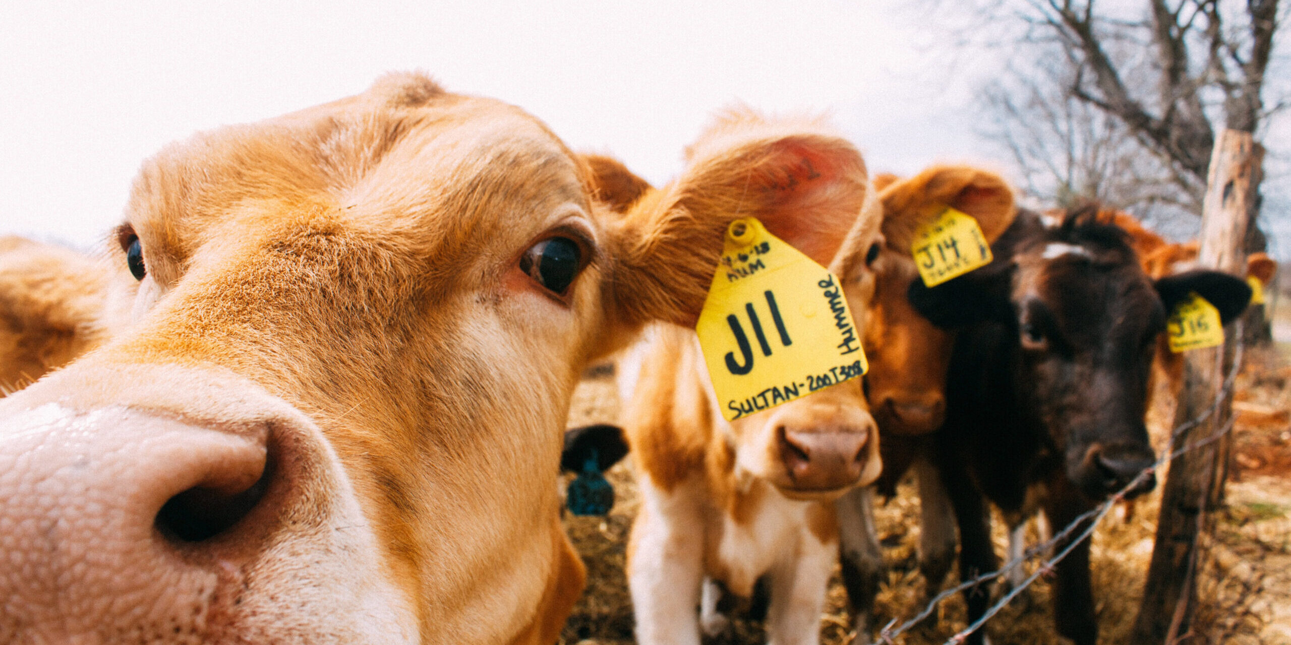 Cows Grants & Funding for Cattle Handling Equipment