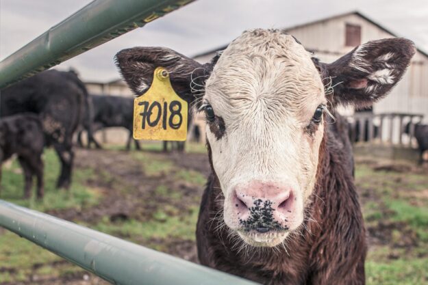 The Best Crush Features for Beef Suckler Herds