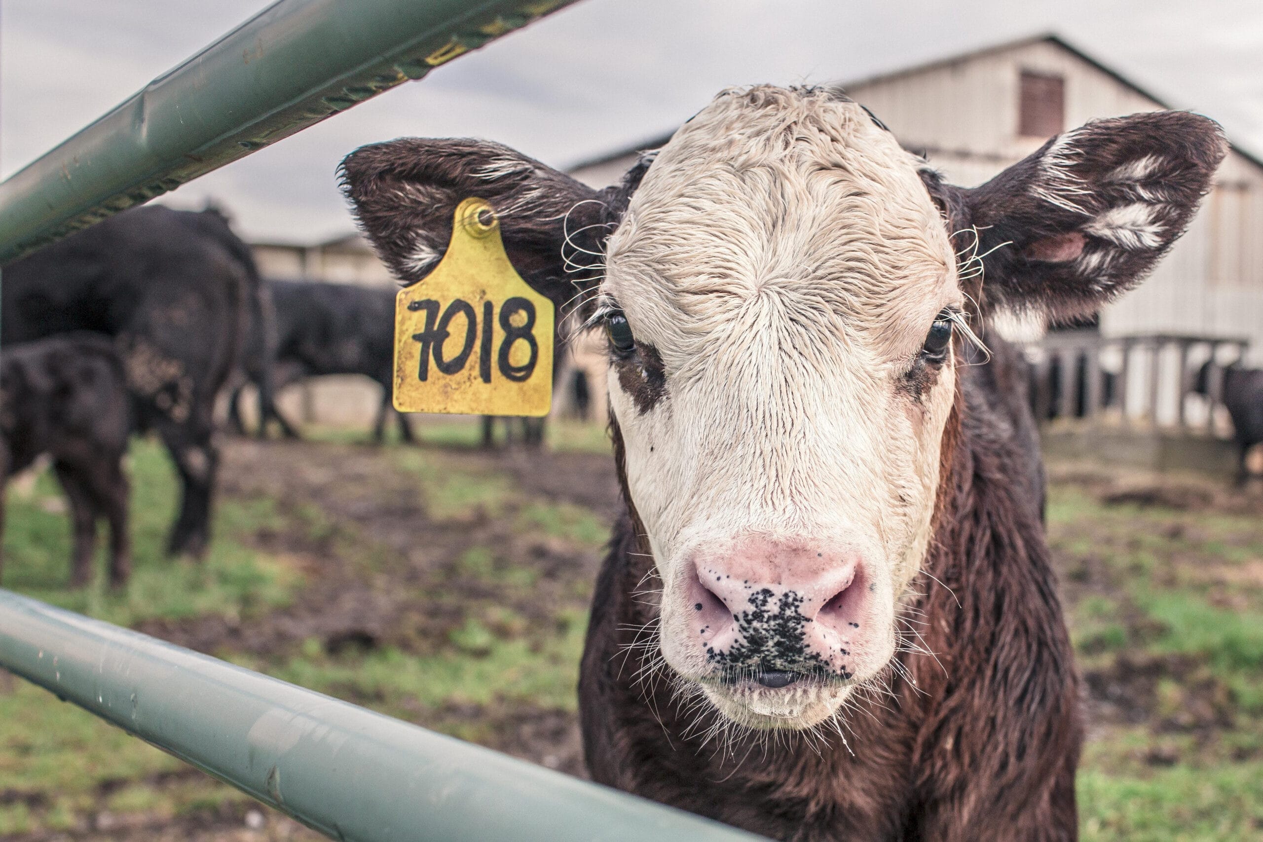 The Best Crush Features for Beef Suckler Herds