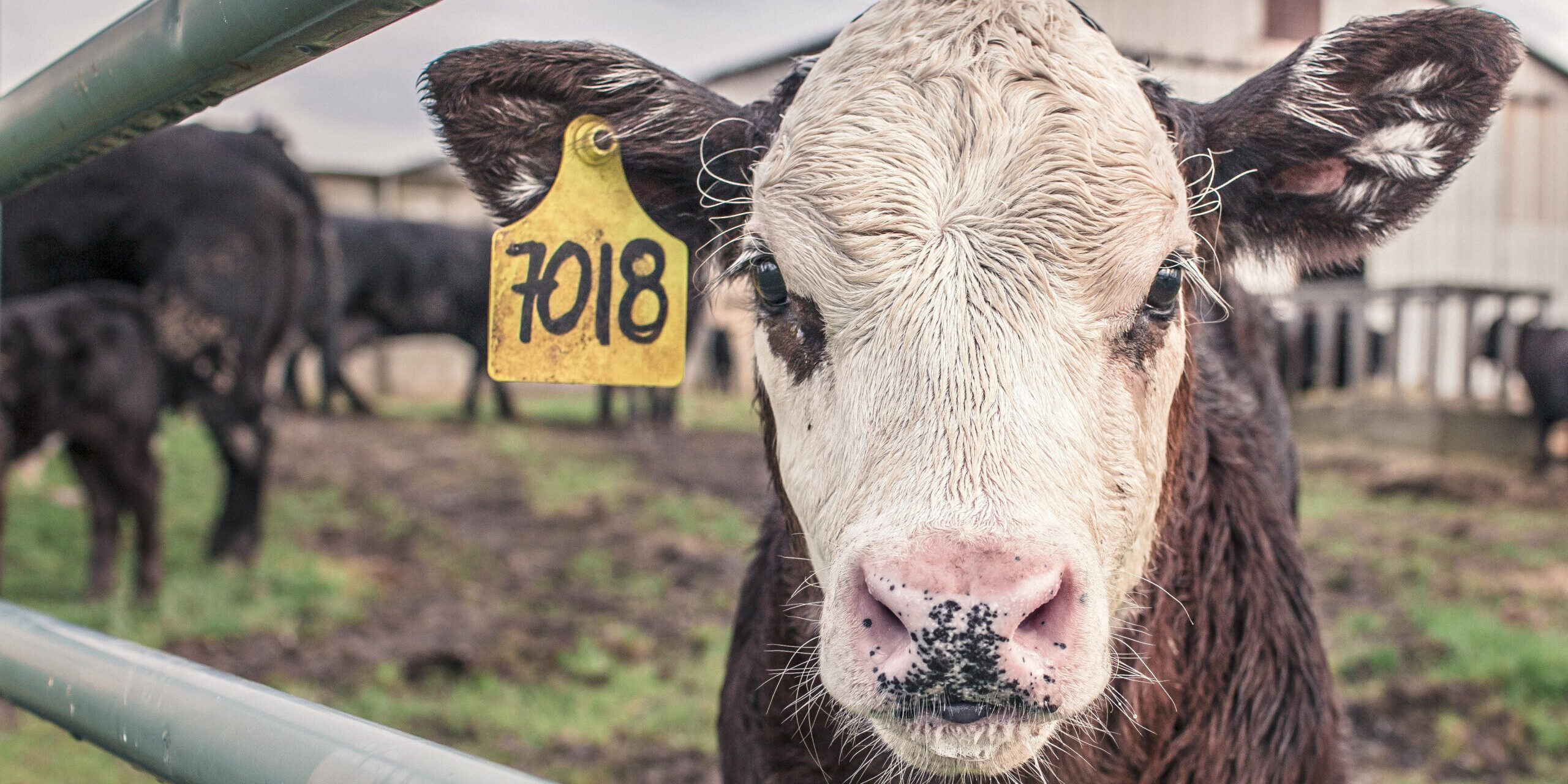 Brown and White Cow in Front of Fence The Best Crush Features for Beef Suckler Herds