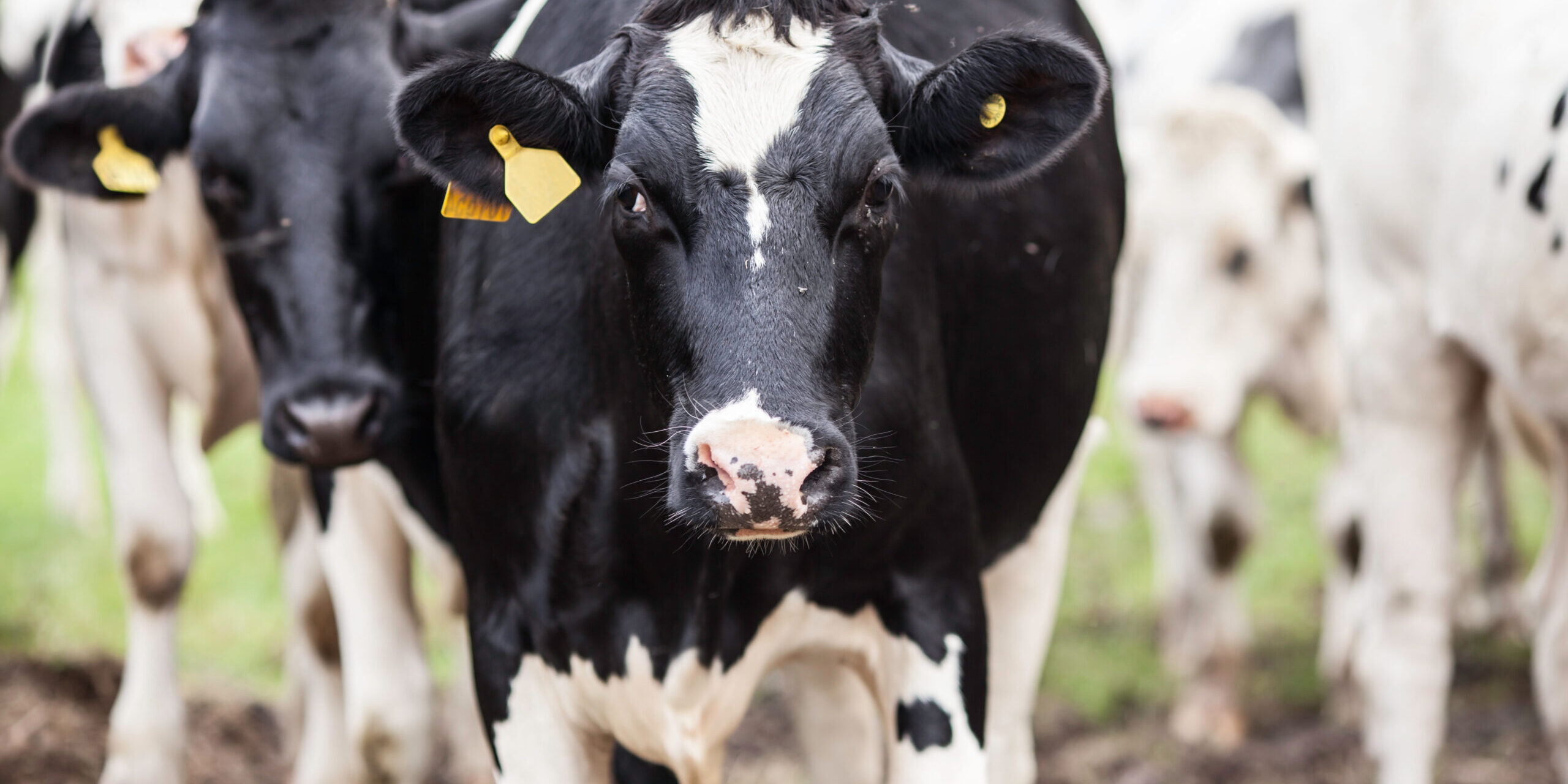 cow, animal, milk, farm, ears, herd, spot, black, white, green, grass Designing a Handling System for Mixed Beef and Dairy Enterprises