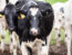 Designing a Handling System for Mixed Beef and Dairy Enterprises