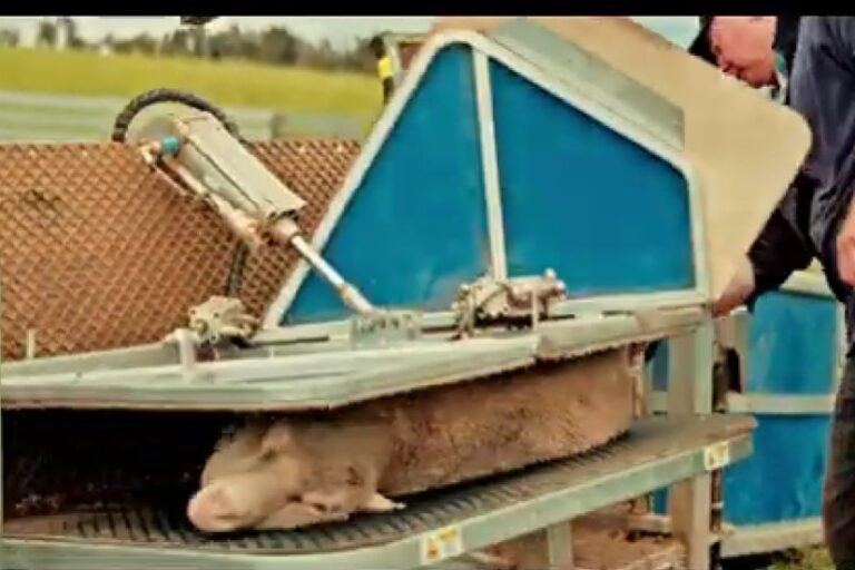 Sheep Handlers vs Auto Drafters