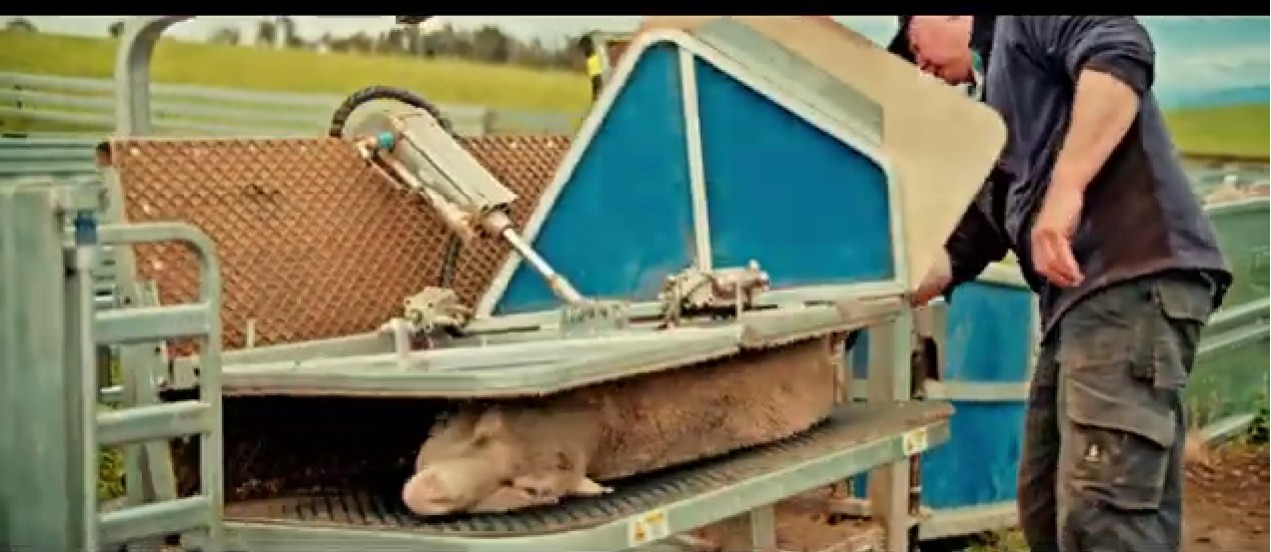 Sheep Handlers vs Auto Drafters