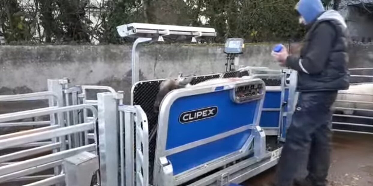 FETF 2026 for Sheep Handling System Upgrades