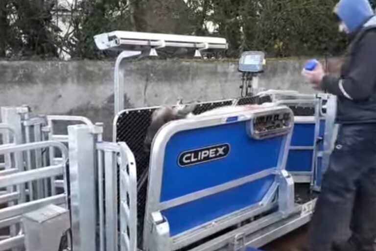 FETF 2026 for Sheep Handling System Upgrades