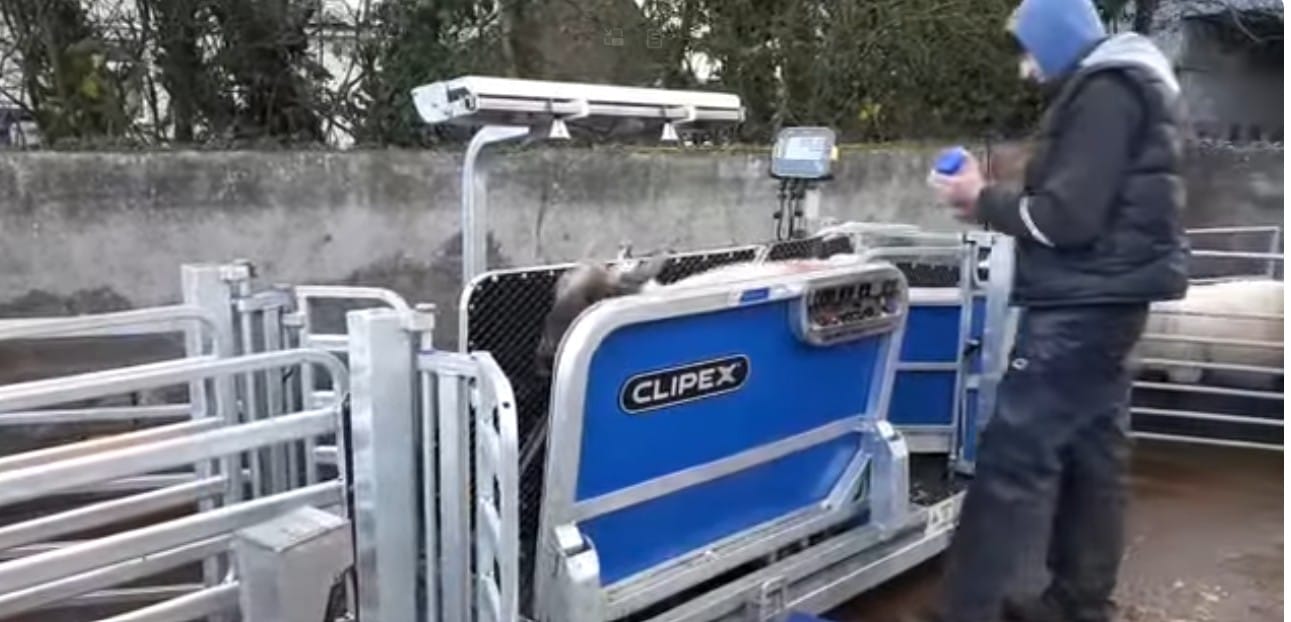 FETF 2026 for Sheep Handling System Upgrades