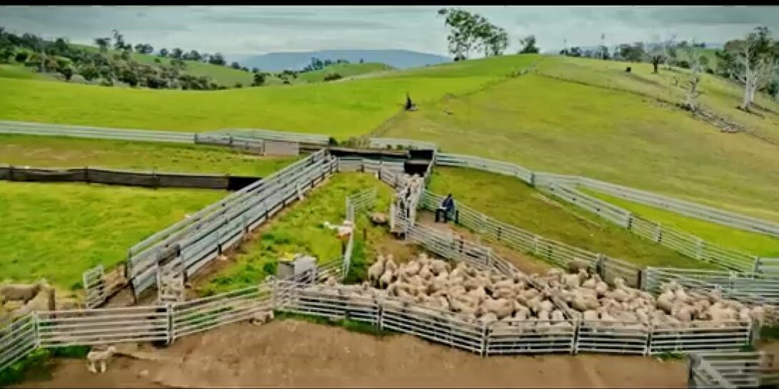 Choosing the right sheep handler for your flock size