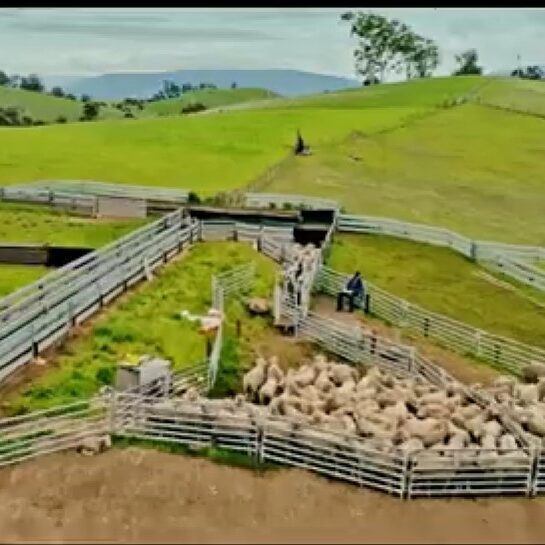 Choosing the right sheep handler for your flock size