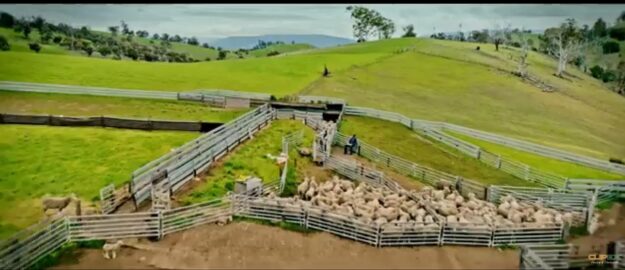 Choosing the right sheep handler for your flock size