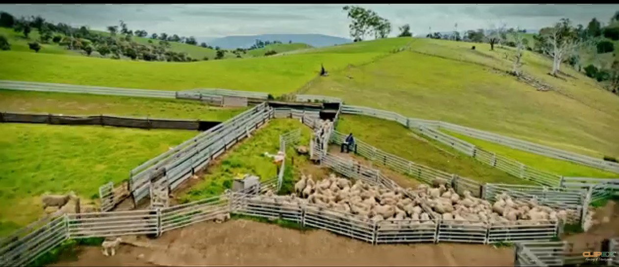 Choosing the right sheep handler for your flock size