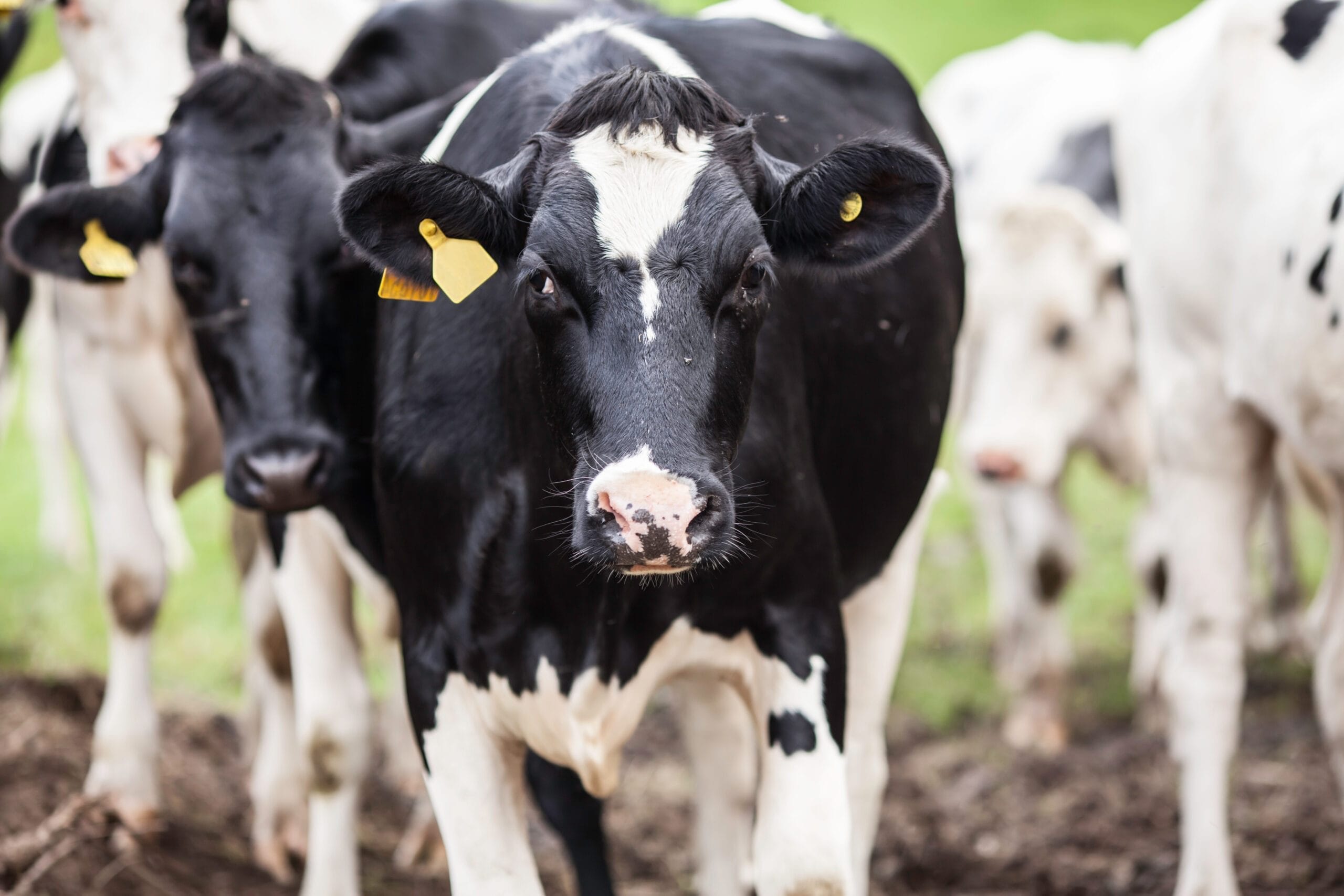 Designing a Handling System for Mixed Beef and Dairy Enterprises