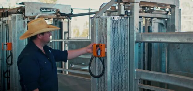 Safe and Efficient Cattle Handling System