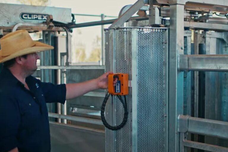 Safe and Efficient Cattle Handling System