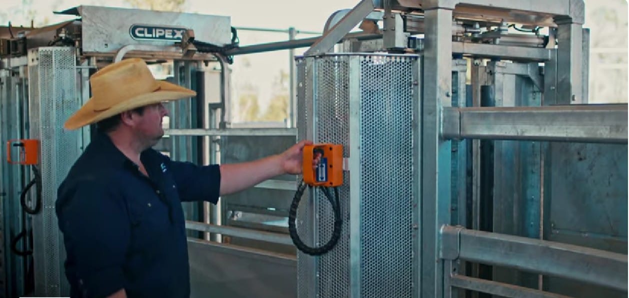 Safe and Efficient Cattle Handling System