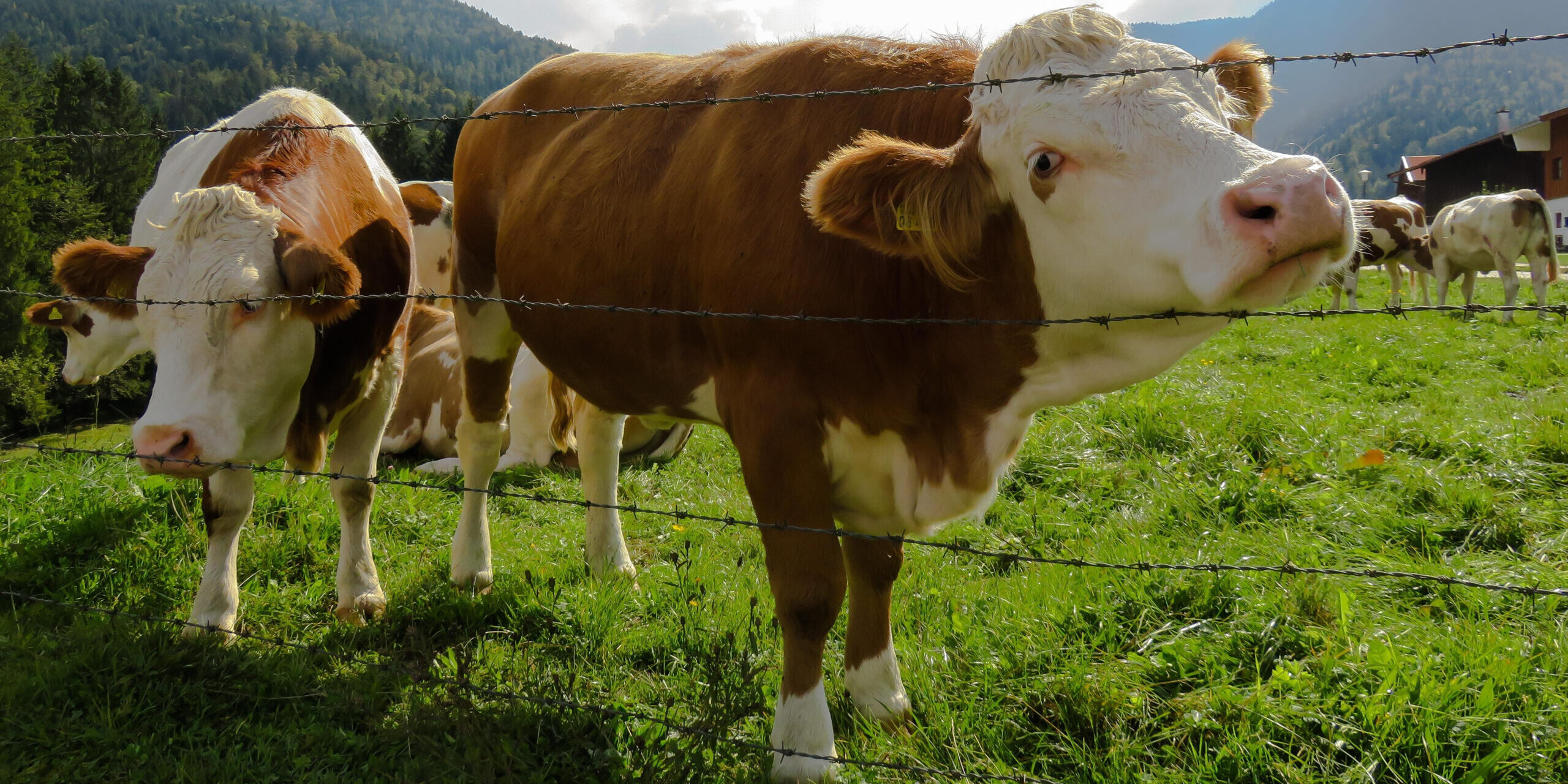 How to Handle Large, Strong or Aggressive Cattle Safely