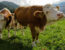 How to Handle Large, Strong or Aggressive Cattle Safely