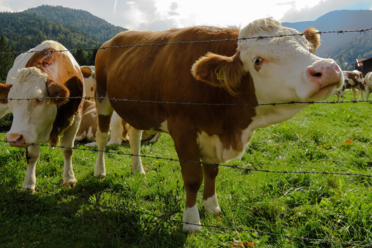 How to Handle Large, Strong or Aggressive Cattle Safely