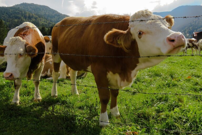 How to Handle Large, Strong or Aggressive Cattle Safely