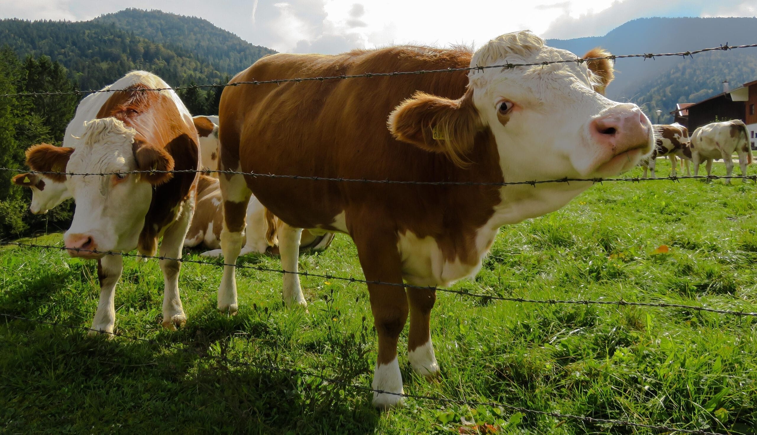 How to Handle Large, Strong or Aggressive Cattle Safely